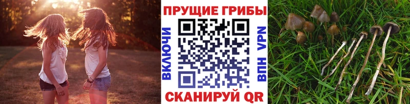 закладки Гусь-Хрустальный Псилоцибиновые грибы Cubensis